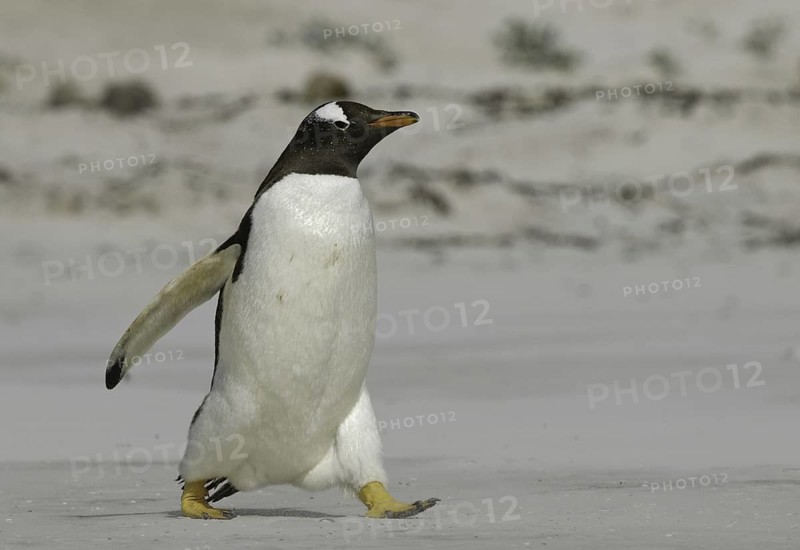 Gentoo Penguin (Pygoscelis papua), Falkland Islands