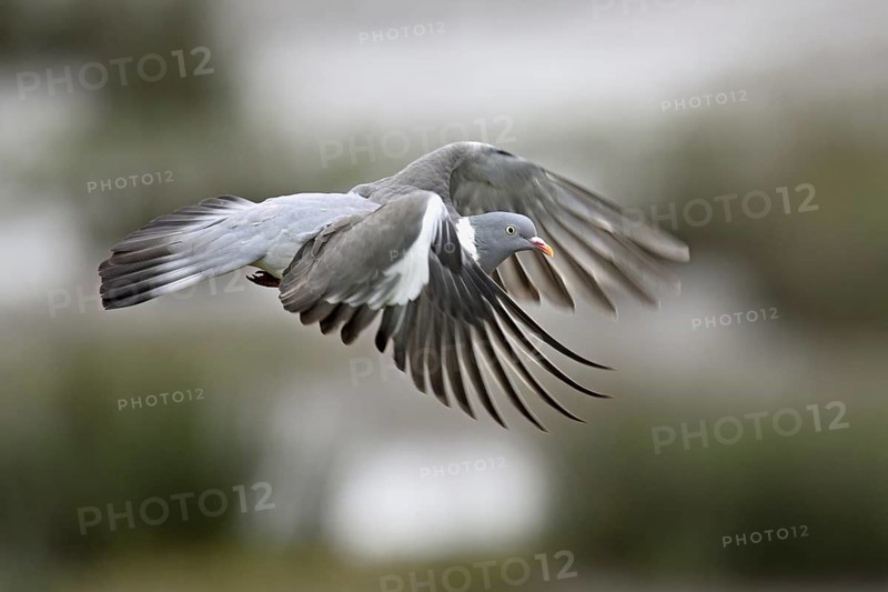 Wood pigeon (Columba palumbus), in flight, Texel, West Frisian Island, province of North Holland, Netherlands