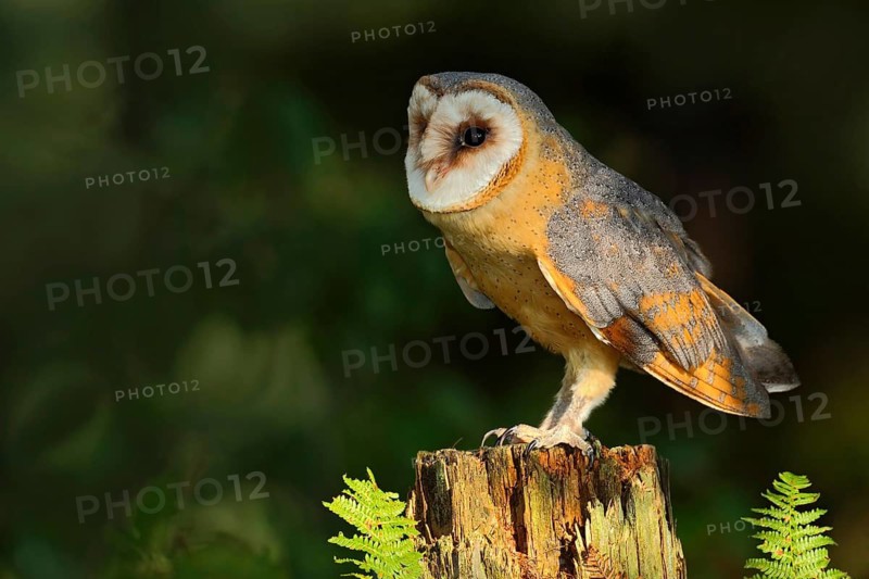 Barn owl, Tito alba, nice bird sitting on stone fence in forest cemetery with green fern, nice blurred light green the background, animal in the habitat, United Kingdom. Owl in the forest