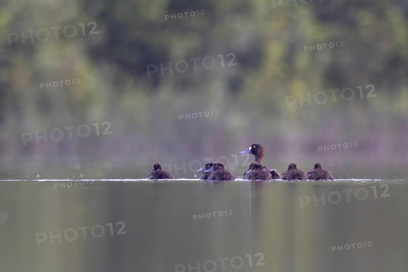 Tufted Duck (Aythya fuligula) female with chicks, North Rhine-Westphalia, Germany