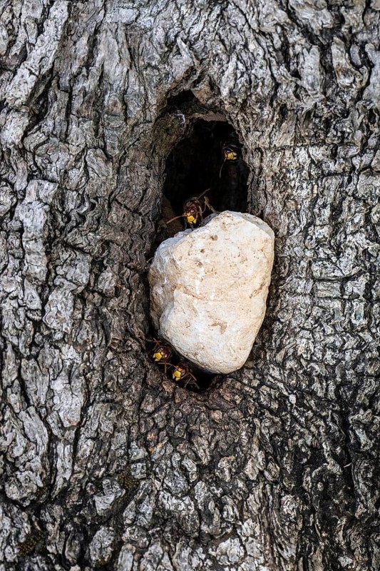 Hornets (Vespa crabro) at the nest entrance in an olive tree, Sicily, Italy