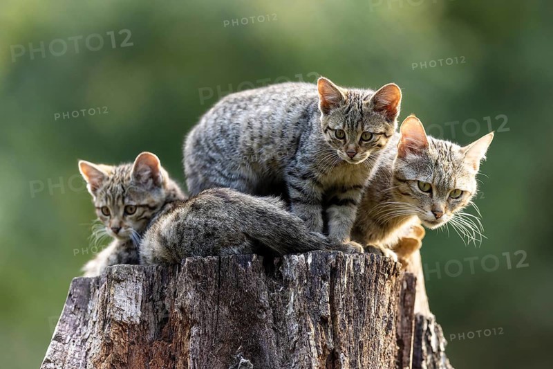 Three kittens sitting on a tree stump in a green forest, wildcat (Felis silvestris), kitten, Germany