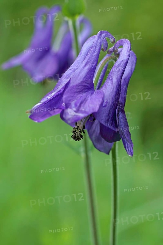 Columbine (Aquilegia vaulgaris), Liliental, Kaiserstuhl, Baden-Württemberg, Germany