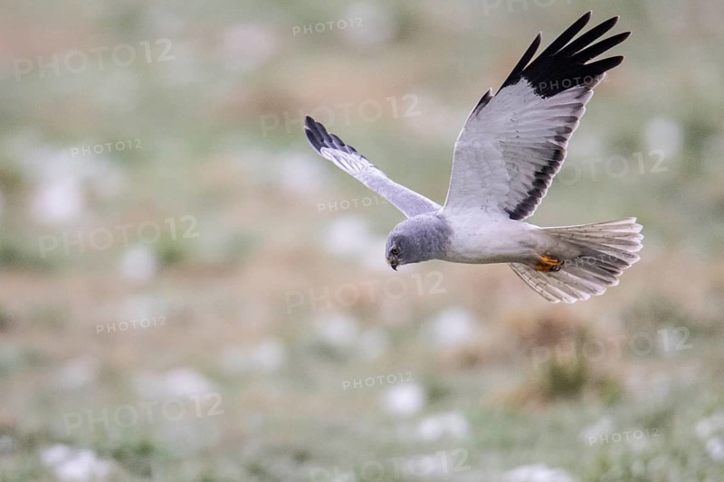 Hen harrier (Circus cyaneus), male, flying, Emsland, Lower Saxony, Germany