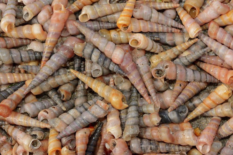 Common tower snail (Turritella communis) empty shells on the beach, Camargue, Provence, southern France