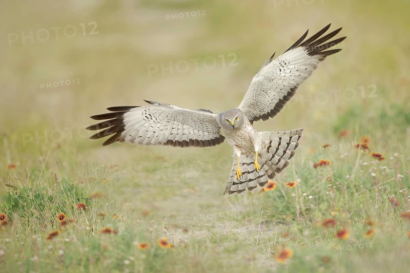 Northern Harrier (Circus hudsonius) flying, Texas, USA