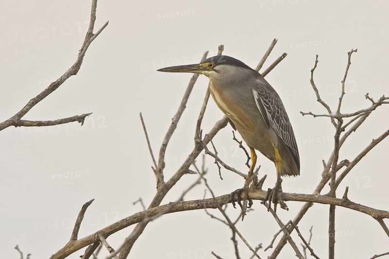 Striated Heron (Butorides striata), Ecuador
