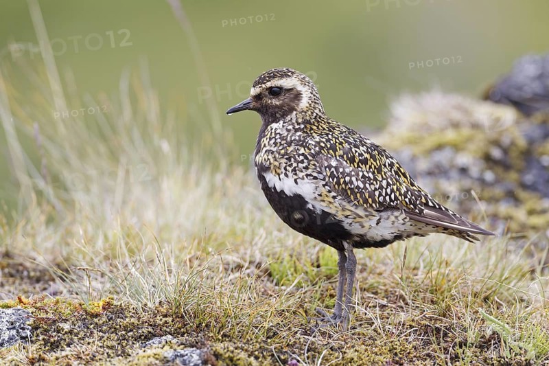 European Golden Plover (Pluvialis apricaria), Iceland