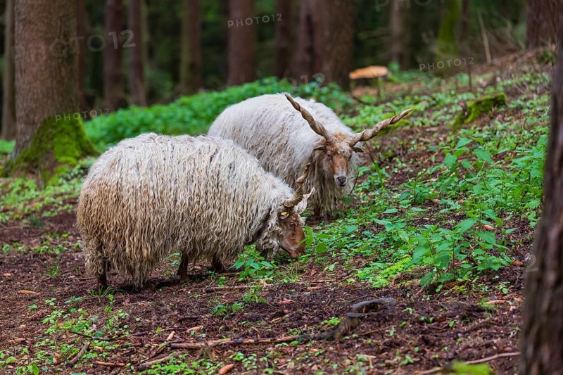 Two Racka or Hortobágy Racka Sheep (Ovis aries strepsiceros hungaricus) with its unusual spiral-shaped horns, grazing in a forest