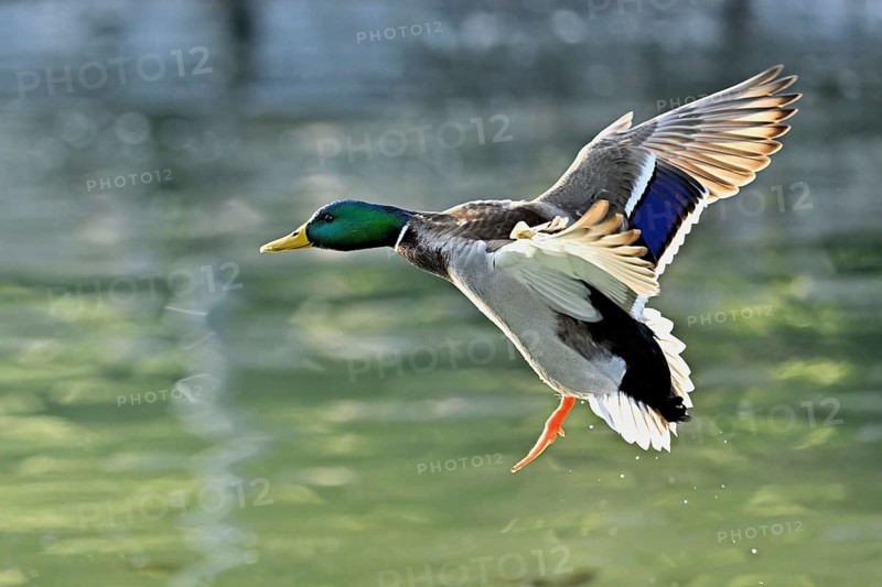Mallard (Anas platyrhynchos), drake in flight, Switzerland