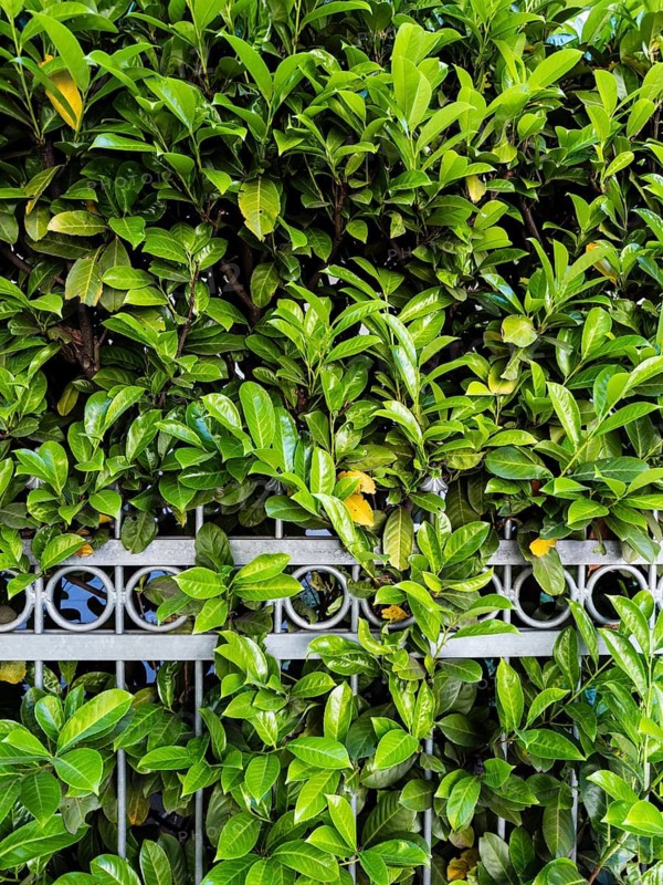 Cherry laurel hedge in Düsseldorf, Germany