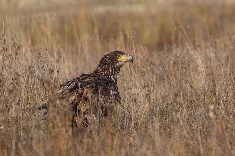 One white-tailed eagle (Haliaeetus albicilla) sitting on a meadow of tall dry grass in early morning light