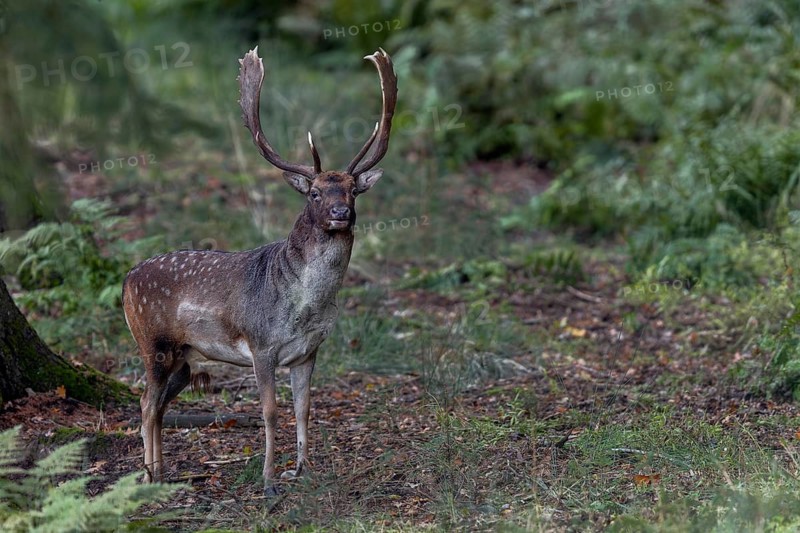 On the way to the hide I have a brief encounter with this fallow deer (Dama dama), which left the rut a few minutes ago, autumn, rut, fallow deer rut, October, Germany