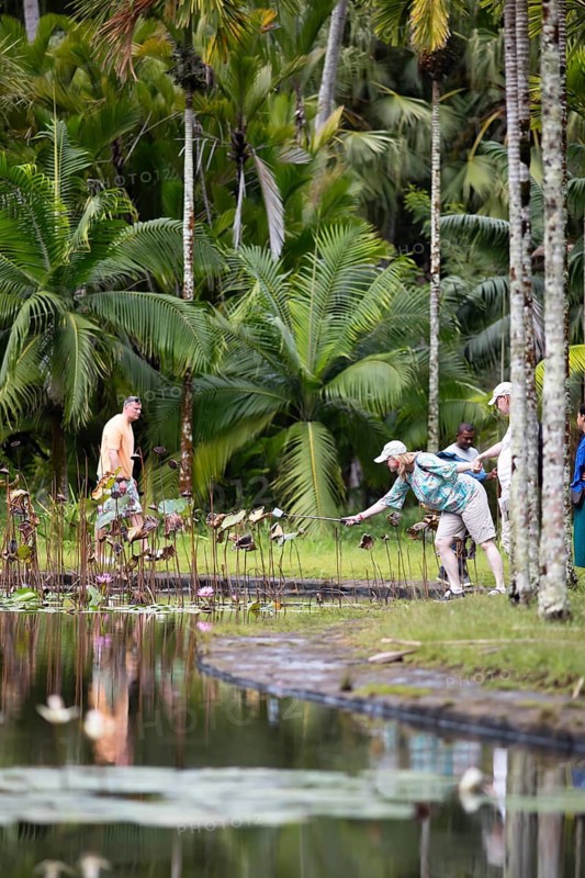 Lotus pond, pond with Indian Lotus (Nelumbo nucifera), palm trees behind, Botanical Garden or Sir Seewoosagur Ramgoolam Botanical Garden or Pamplemousses Botanical Garden, Pamplemousses District, Mauritius