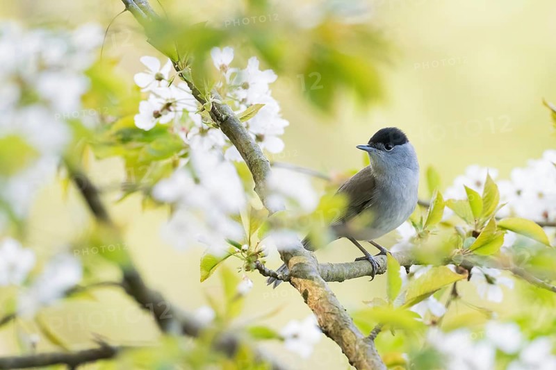 A blackcap (Sylvia atricapilla) sitting on a branch, surrounded by white flowers and fresh greenery in the spring light, Hesse, Germany