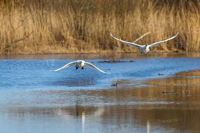 Tundra Swan, Bewick's Swan, Cygnus columbianus in flight at winter in Slimbridge, England, United Kingdom