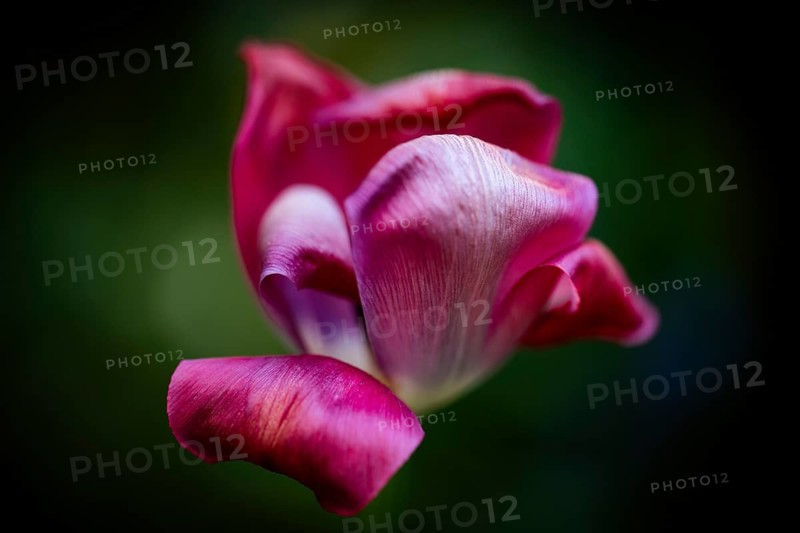 Fading red tulip (Tulipa), Stuttgart, Baden-Württemberg, Germany