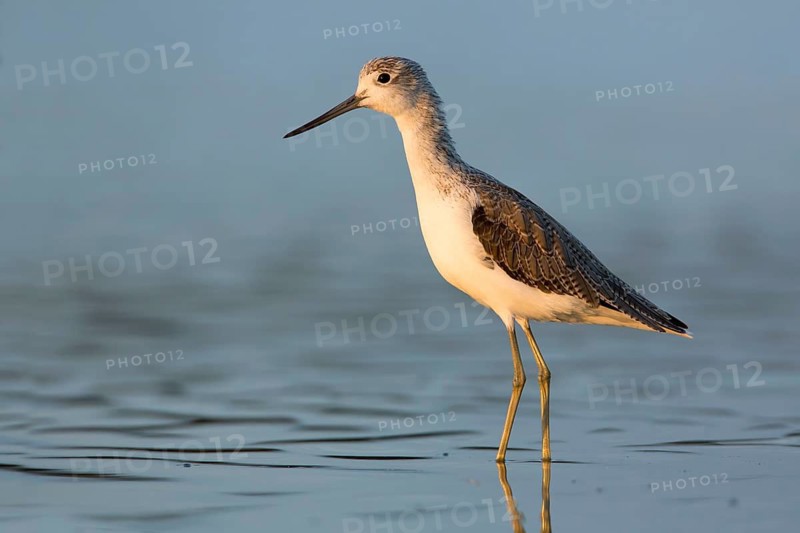 Common Greenshank (Tringa nebularia), Victoria, Australia