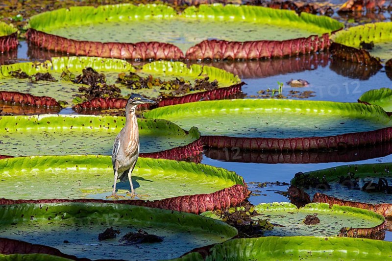 Mongrove Heron (Butorides striatus) Pantanal Brazil