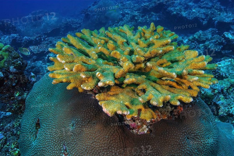 Small colony of pore coral (Pocillopora eydouxi) small coral block stony corals hard corals reef building corals in intact coral reef, Andaman Sea, Phuket, Thailand