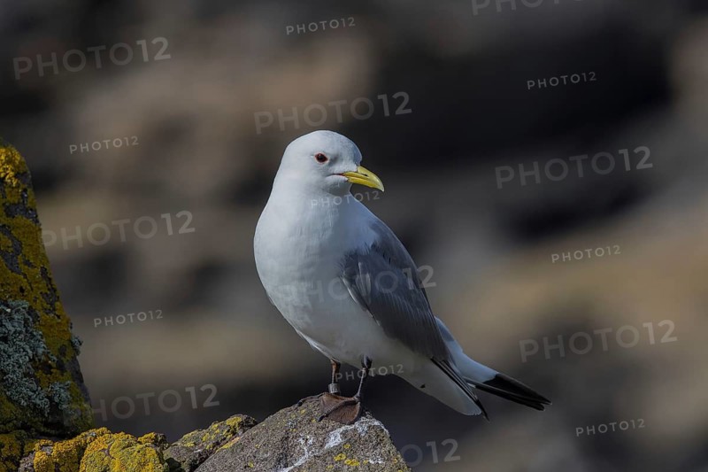 Black-legged Kittiwake (Rissa tridactyla) on a cliff, Scotland, United Kingdom