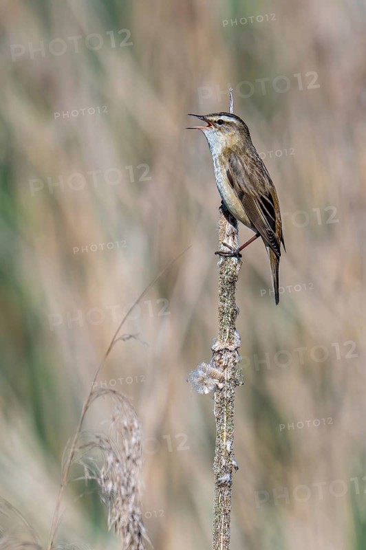 Sedge warbler (Acrocephalus schoenobaenus, Motacilla schoenobaenus) calling in reedbed in spring