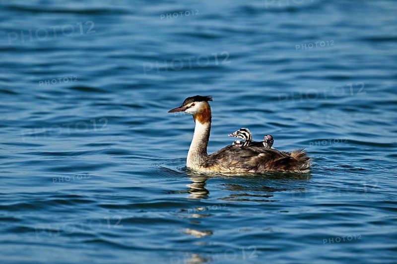 Great Crested Grebe (Podiceps Scalloped ribbonfish), with three chicks in plumage swimming in the water, Lake Zug, Canton Zug, Switzerland