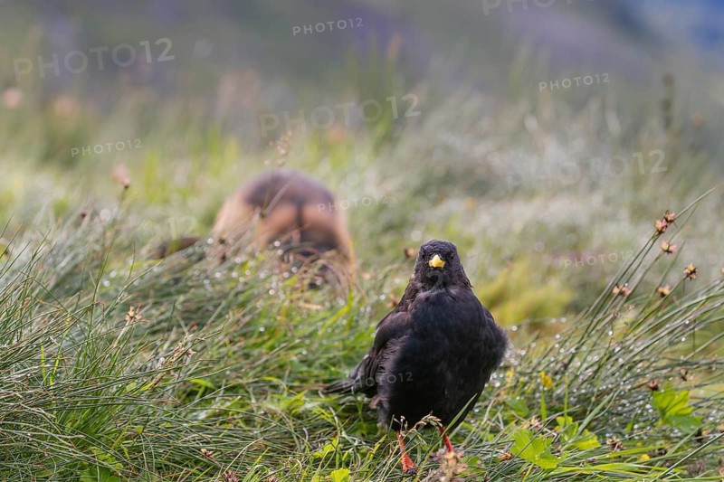 One young Alpine chough or yellow-billed chough (Pyrrhocorax graculus) stands on grass in the Grossglockner Mountains region. A marmot sits in the background