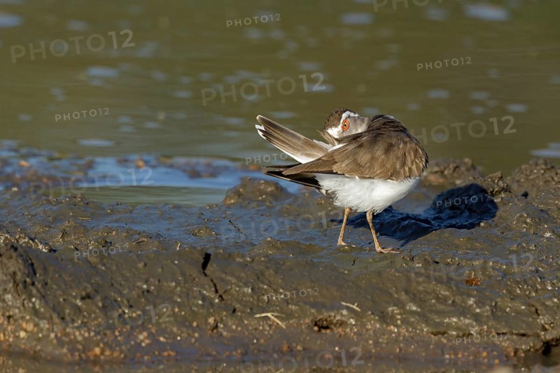 Driebandplevier poetsend, Three-banded Plover cleaning feathers