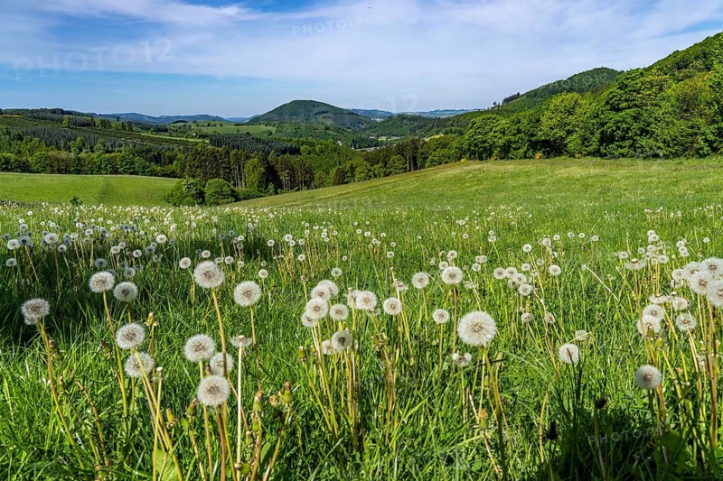 Landscape in the Sauerland, near Oberkirchen, district of Schmallenberg, North Rhine-Westphalia, Germany