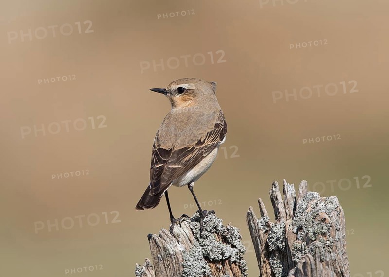 Northern Wheatear (Oenanthe oenanthe) female, Wales, United Kingdom