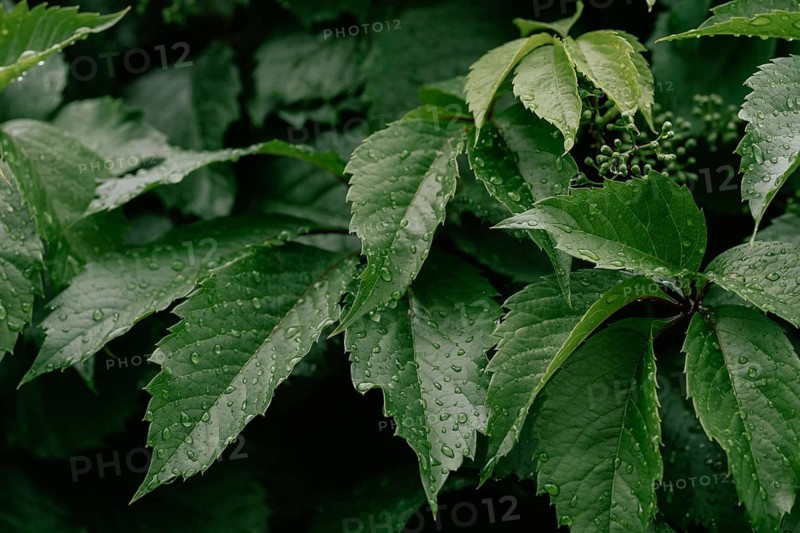 Close-up of Virginia creeper leaves covered in fresh raindrops, capturing the lush green texture and serenity that follows a spring rain, embodying nature's renewal and vibrancy