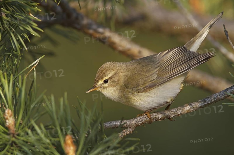 Willow Warbler (Phylloscopus trochilus), Rhineland-Palatinate, Germany