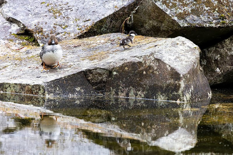 Common goldeneye (Bucephala clangula), female with single chick sitting on a stone above a lake, Pyhä-Luosto National Park, Lapland, Finland