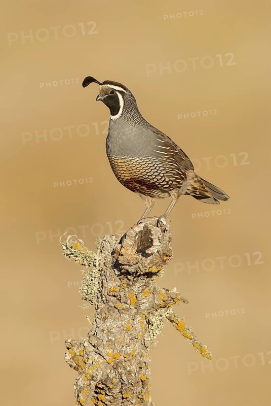 California Quail (Callipepla californica) male, California, USA