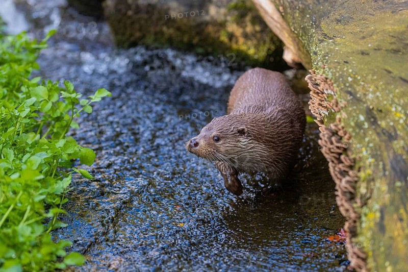 One Eurasian otter (Lutra lutra) walking in the water of a shallow creak between a log and some green vegetation
