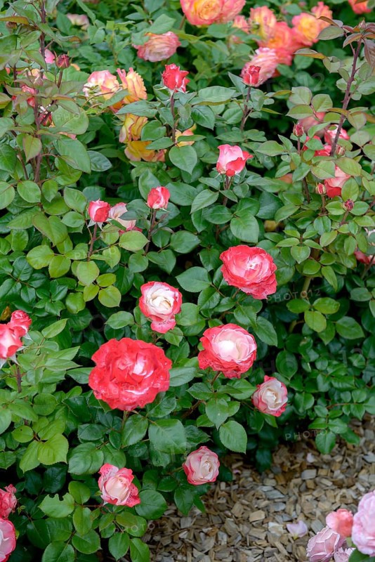 Noble rose (Rosa NOSTALGIE), IGS Hamburg 2013, Germany