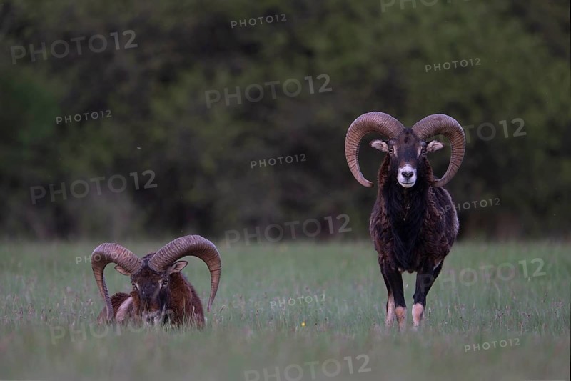 European mouflon (Ovis gmelini musimon, Syn.: Ovis orientalis musimon, Ovis aries musimon), Gerolstein, Eifel, Rhineland-Palatinate, Germany