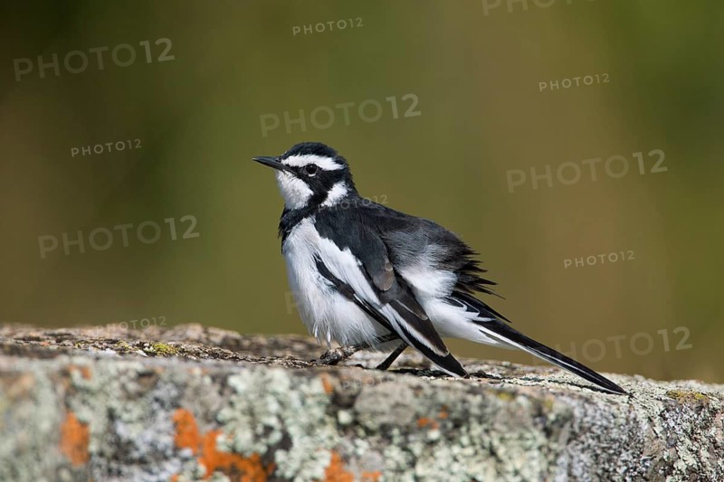 African Pied Wagtail (Motacilla aguimp) on ground, Uganda