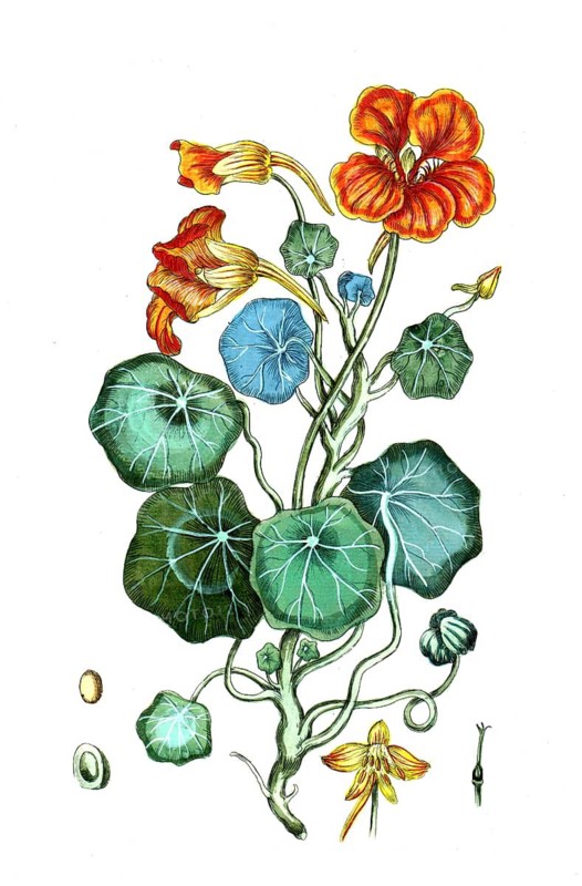 Tropacolum majus, Garden nasturtium, digital reproduction of a historical original, between 1790 and 1810