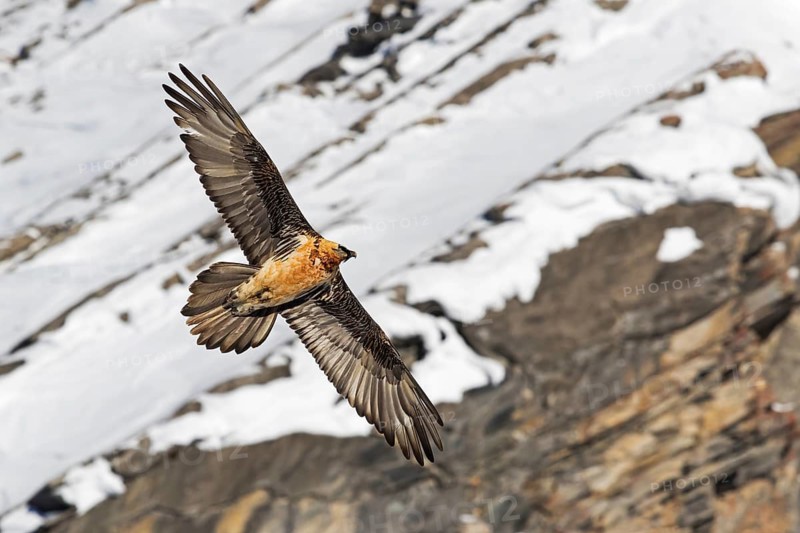 Bearded Vulture (Gypaetus barbatus) flying, Valais, Switzerland