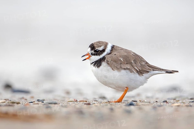 Common Ringed Plover (Charadrius hiaticula) calling, Schleswig-Holstein, Germany