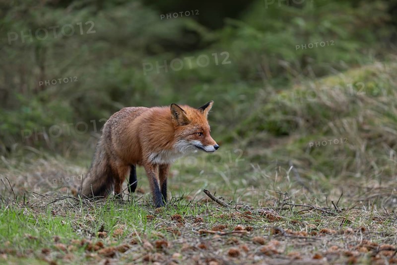 The red fox (Vulpes vulpes) searches attentively for mice at the edge of a spruce plantation, rearing young, April, Denmark