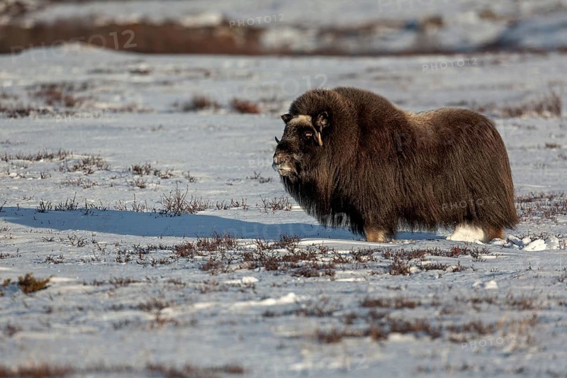 Although this musk ox cow (Ovibos moschatus) is blind, she is in excellent physical condition, blind, blind, winter, snow, cold, tundra landscape, October, Norway