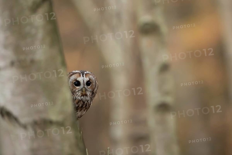 Tawny owl (Strix aluco) adult bird in a woodland in autumn, England, United Kingdom