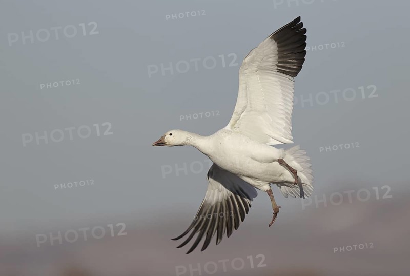Snow Goose (Anser caerulescens) flying, New Mexico, USA