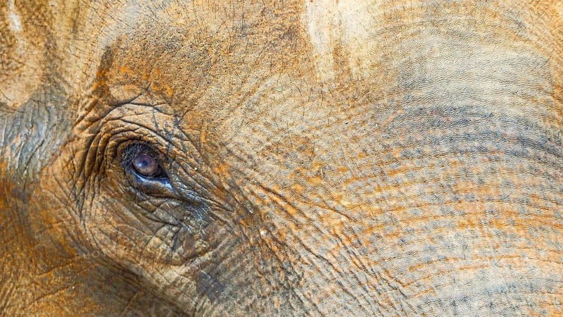 Close-up of an elephant eye (elephas maximus) with distinctive skin texture, Pinnawela Elephant Orphanage, Sri Lanka