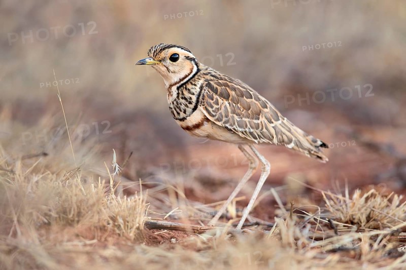 Bindenrennvogel (Rhinoptilus cinctus) perched on the ground, Oromia, Ethiopia