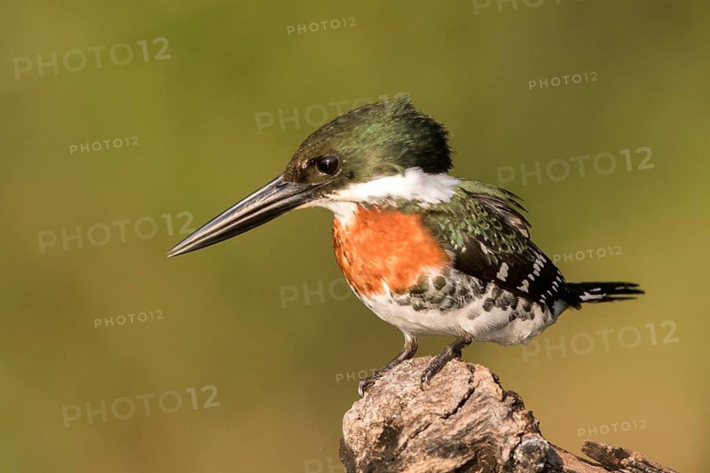 Green Kingfisher (Chloroceryle americana), Peten, Guatemala