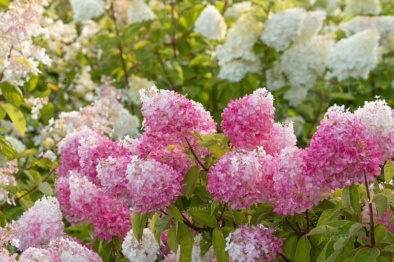 Panicle hydrangea (Hydrangea paniculata PINKACHU), Finland